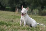 BULL TERRIER MINIATURE 083